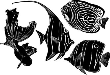 farklı balıklar çizimi