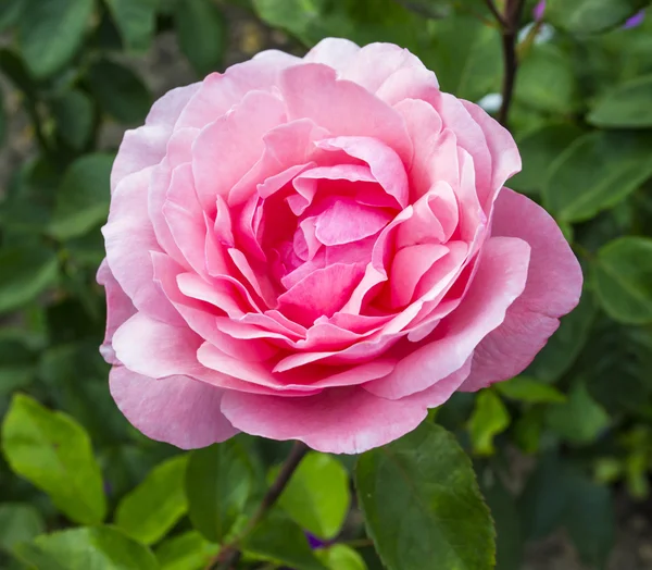 Kolorowe róża różowy — Zdjęcie stockowe