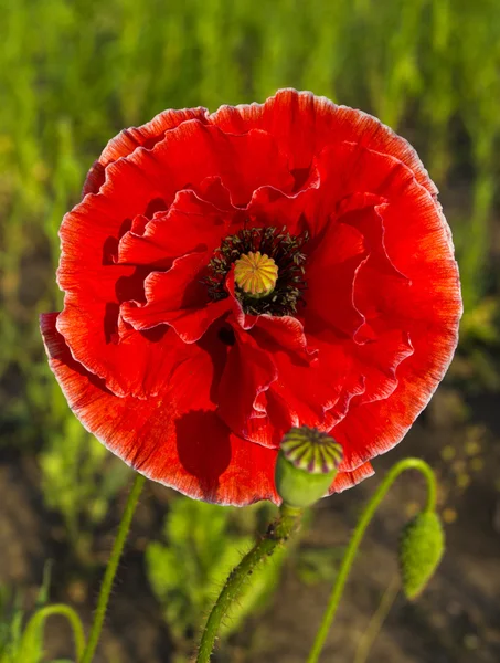 Flor de amapola colorida — Foto de Stock