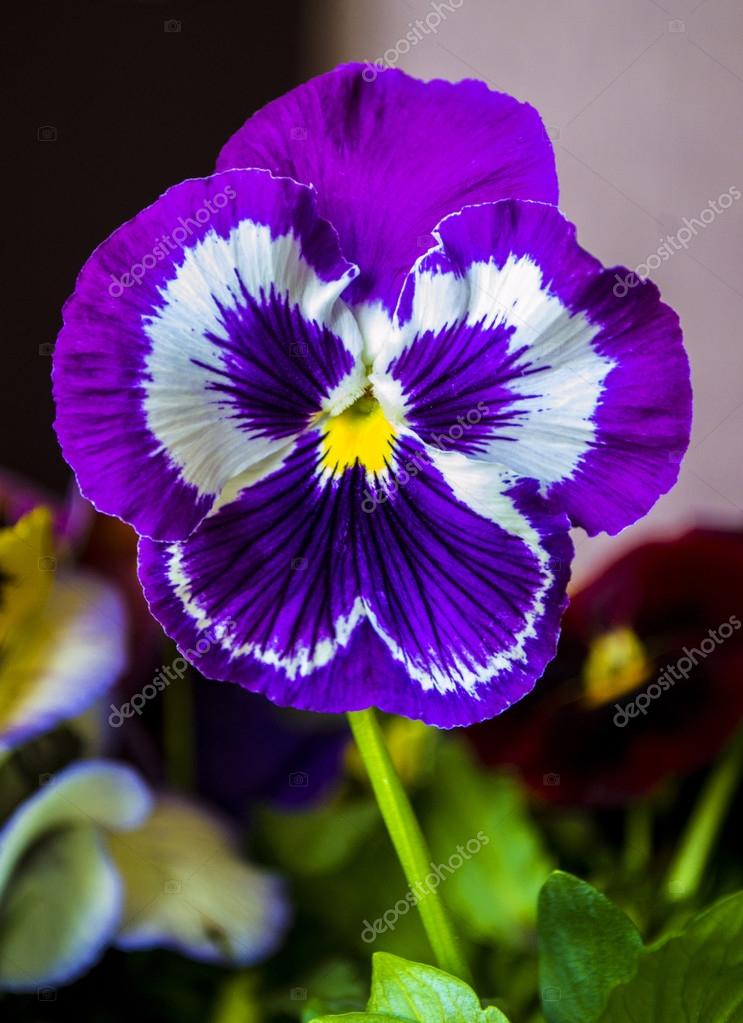 Violet pansy flower Stock Photo by ©weter777 74209099