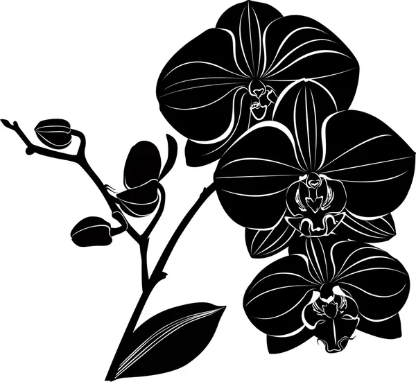 Silhouette of orchid flowers — Stock Vector