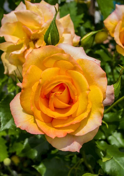 Gula rosor i trädgården — Stockfoto