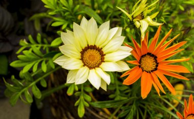 Gazania çiçek yakın çekim