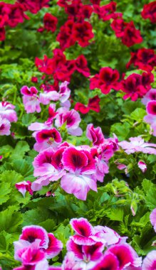 Itır parlak çiçek