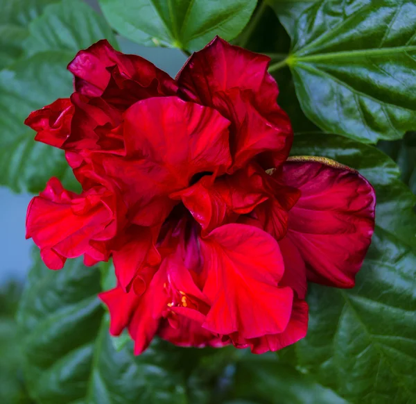 Красный цветок гибискуса — стоковое фото