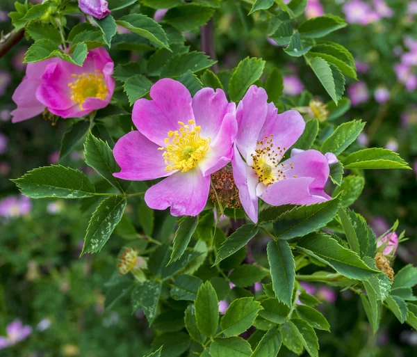 Roses pour chiens sur un buisson vert — Photo