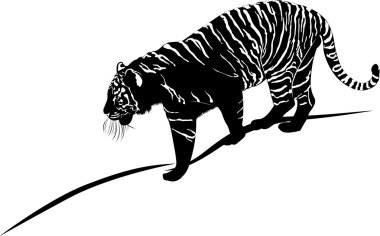 Vahşi Kaplan illüstrasyon