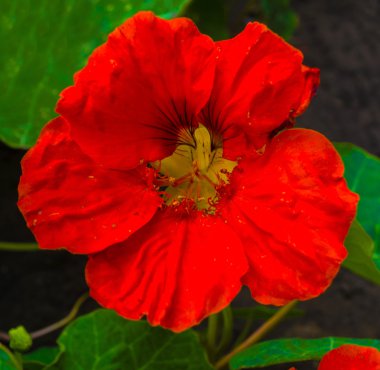 Güzel nasturtium çiçek