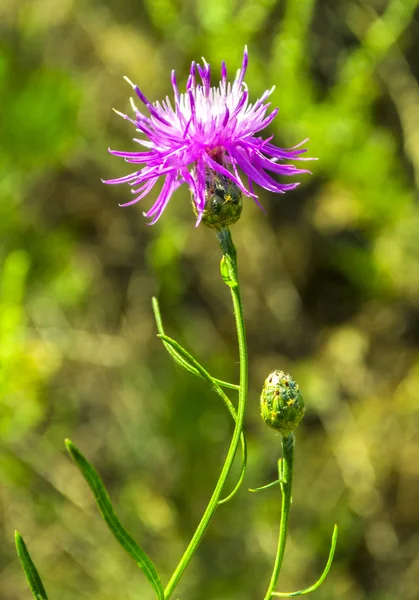 Beautiful Thistle flower — Stock Photo, Image