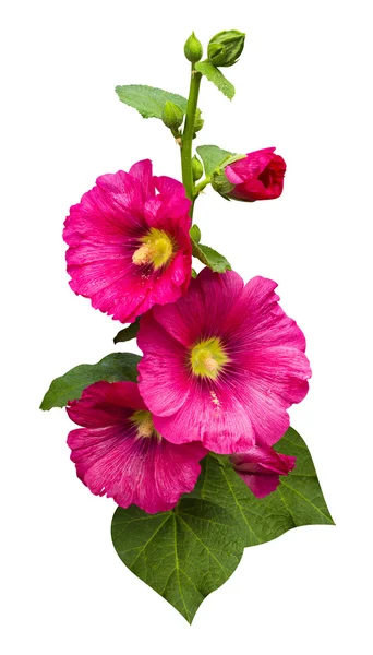 Kaunis hibiscus kukkia — kuvapankkivalokuva