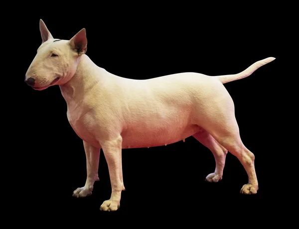 Bullterrier dierlijke hond — Stockfoto