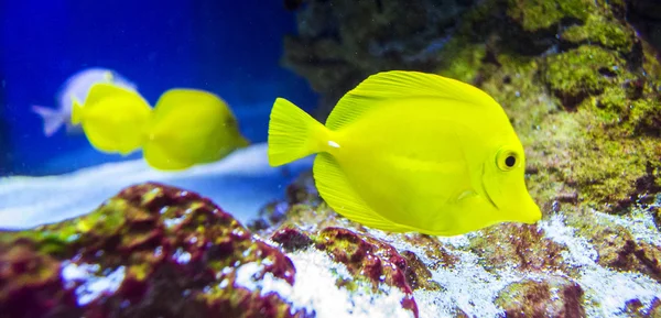 Peces cola amarilla de cebrasoma — Foto de Stock