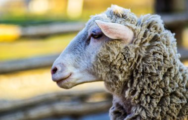 koyun hayvan yakın çekim