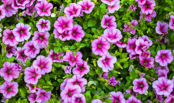 Piękne kwiaty Petunie — Zdjęcie stockowe