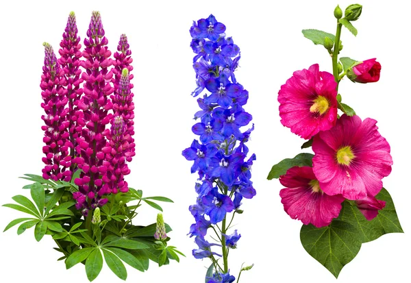 Flowers Collection — Stock Photo, Image