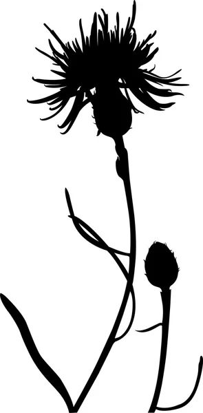 Mooie distel bloem — Stockvector