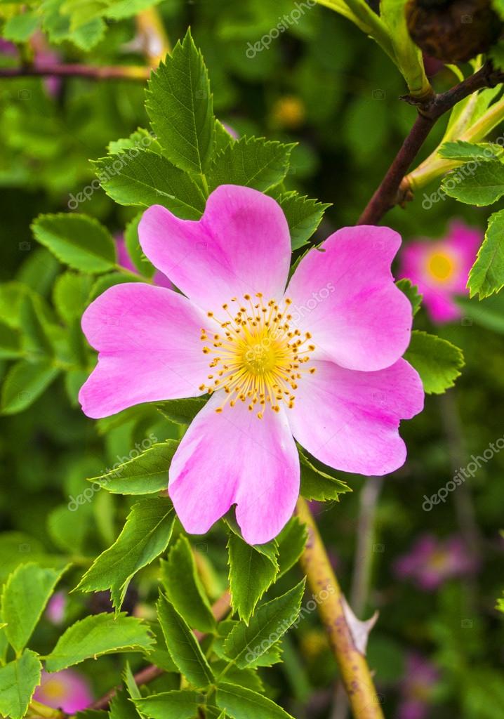 Beautiful Dog-rose flower Stock Photo by ©weter777 82923560