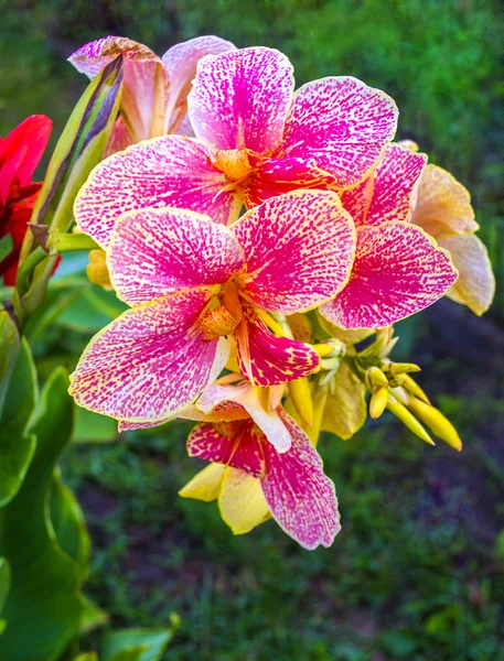 Kvetoucí květy orchidejí — Stock fotografie