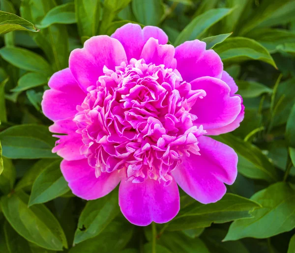 Цветущий пионский цветок — стоковое фото