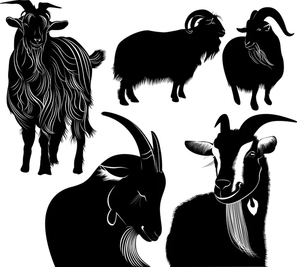 Goats farm animals — Stock Vector