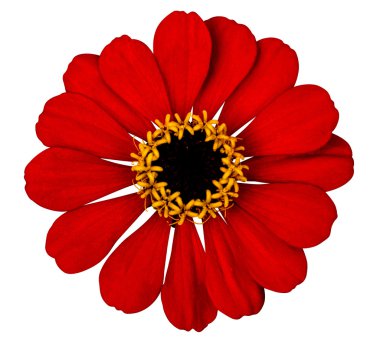 Kırmızı zinnia çiçeği