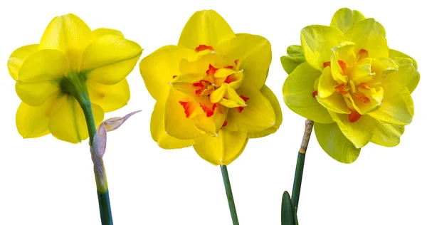 Flores amarelas de narciso — Fotografia de Stock