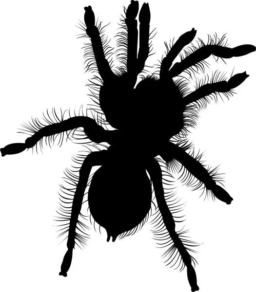 Sílhueta de aranha negra — Vetor de Stock