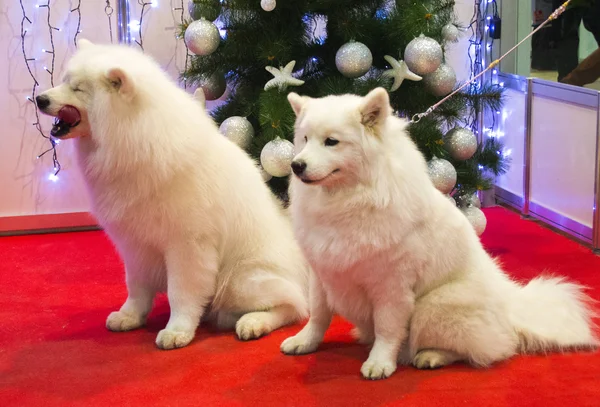 Samoyed σκύλοι κοντά χριστουγεννιάτικο δέντρο — Φωτογραφία Αρχείου