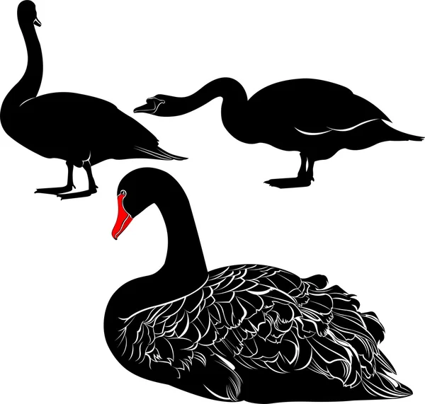 Silueta de cisnes negros — Archivo Imágenes Vectoriales