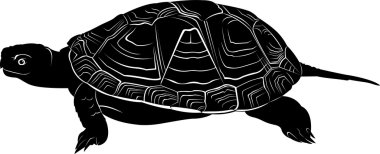 siyah kaplumbağa siluet