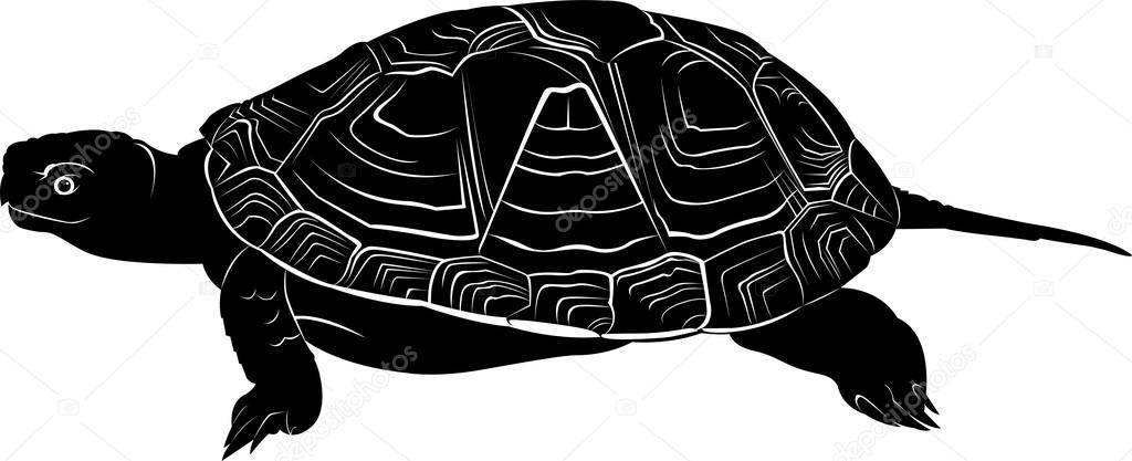 black turtle silhouette
