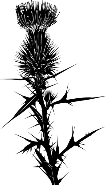 Melk distel bloemen — Stockvector