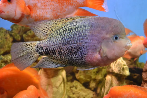 Akvárium tengeri hal — Stock Fotó
