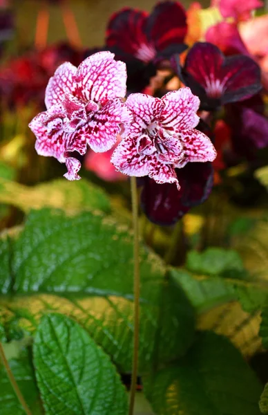 Hermosas flores blancas y violetas —  Fotos de Stock