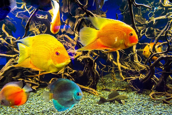 Poissons exotiques dans l'aquarium — Photo