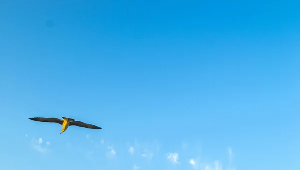 Burung camar terbang di langit — Stok Foto