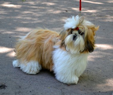 Shih tzu köpek