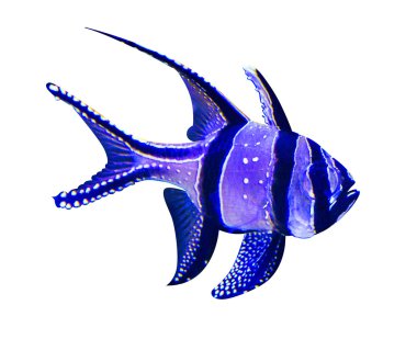 Pterapogon kauderni balık