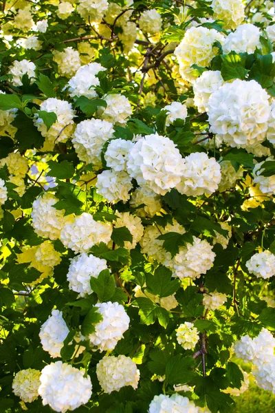 Beyaz ortanca çiçekleri — Stok fotoğraf