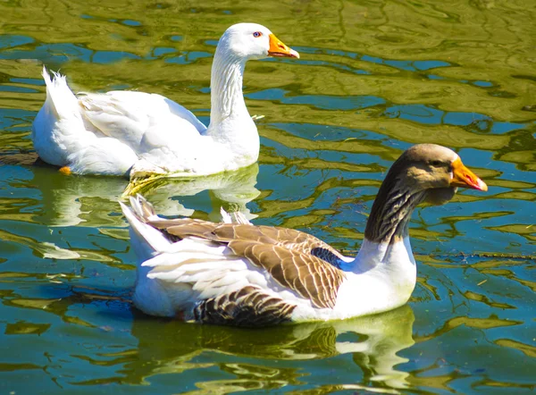 Two geese swimming — Stock Photo, Image