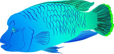 Napoleon balık beyaz