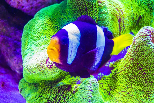 Nemo anemonowych ryb i owoców morza — Zdjęcie stockowe