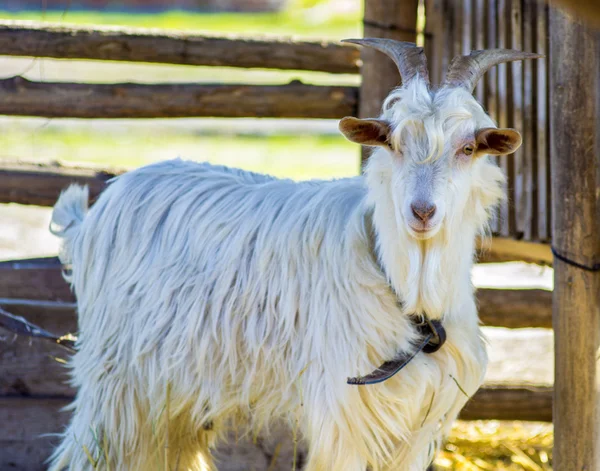 Cute white goat — Stock Photo, Image