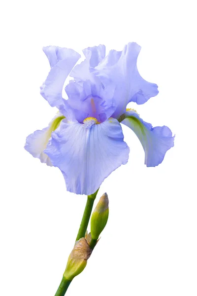 Iris Flower op wit — Stockfoto