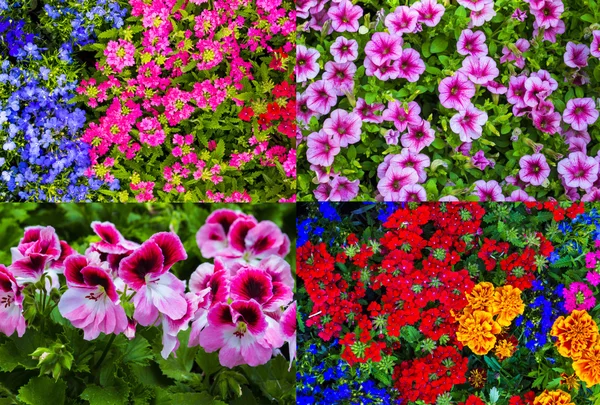 Conjunto de flores de petúnia — Fotografia de Stock