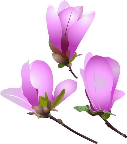 Magnolia bloemen op wit — Stockvector