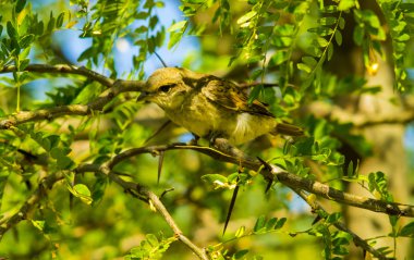 Şirin küçük kuş.