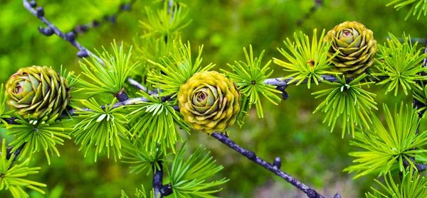 Fichtenzweig mit Zapfen — Stockfoto