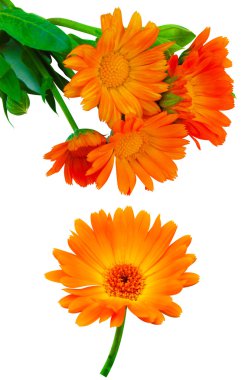 parlak turuncu çiçekler