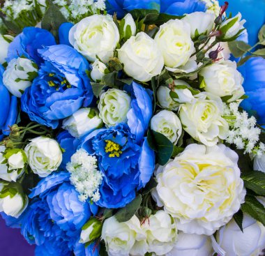 Güzel güller Close-Up